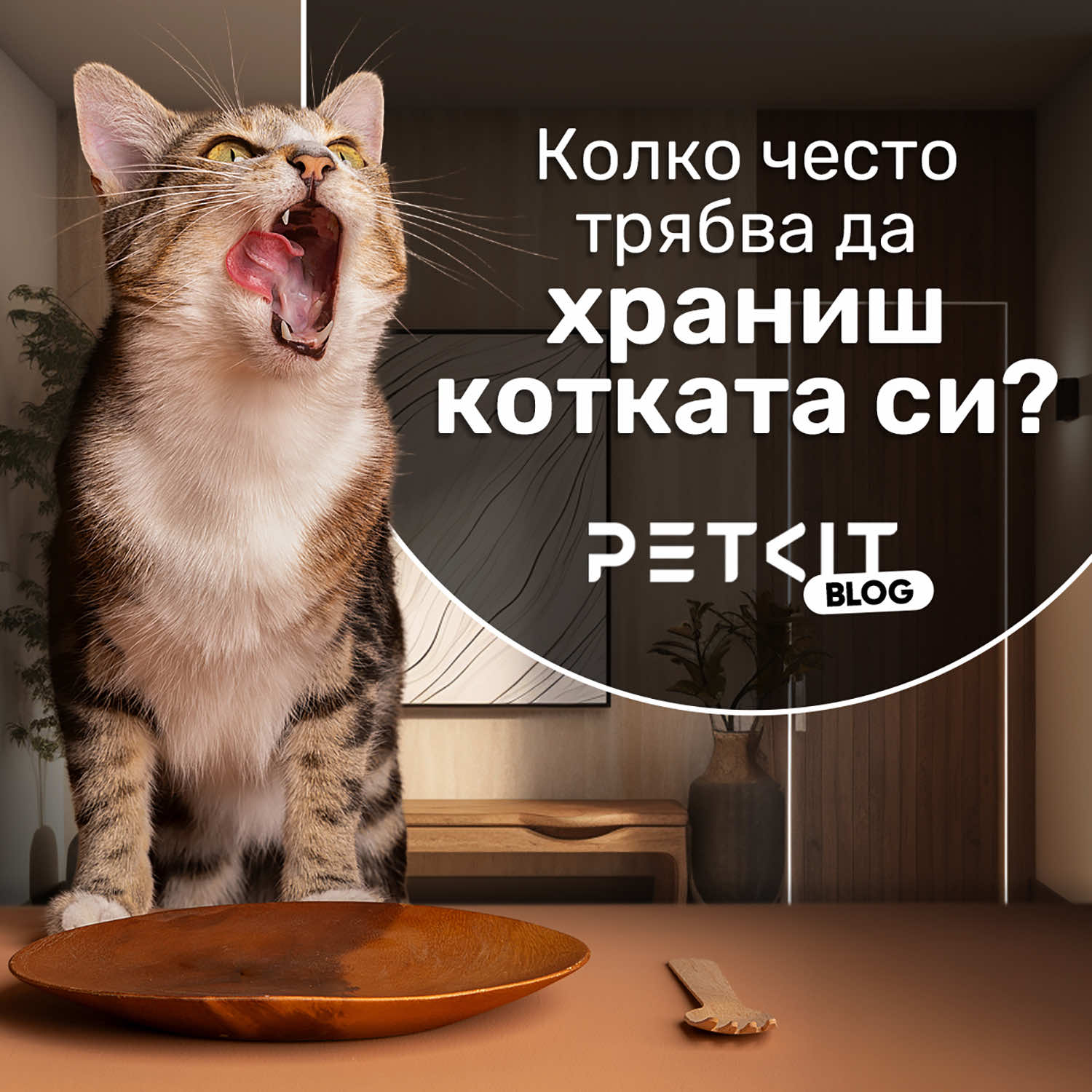 Колко често трябва да храниш котката си?