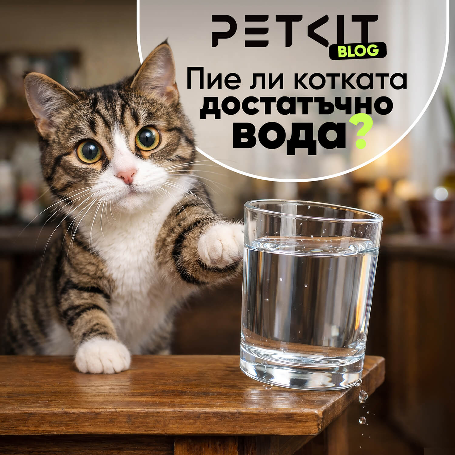 Как да разберем дали котката ни е достатъчно хидратирана